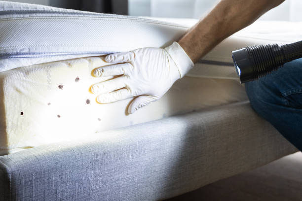 Best Cockroach Control Services  in Camp Croft, SC