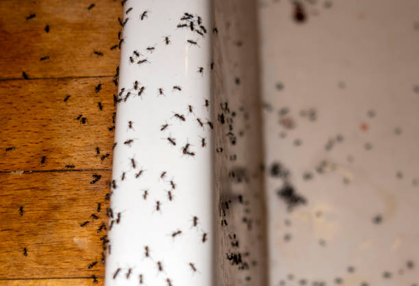 Best Emergency Pest Control  in Camp Croft, SC