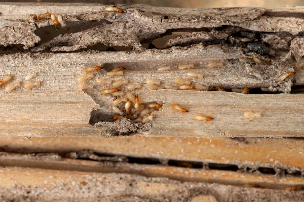 Pest Control Cost in Camp Croft, SC